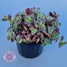 Crassula pellucida Isabella 'Variegata'
