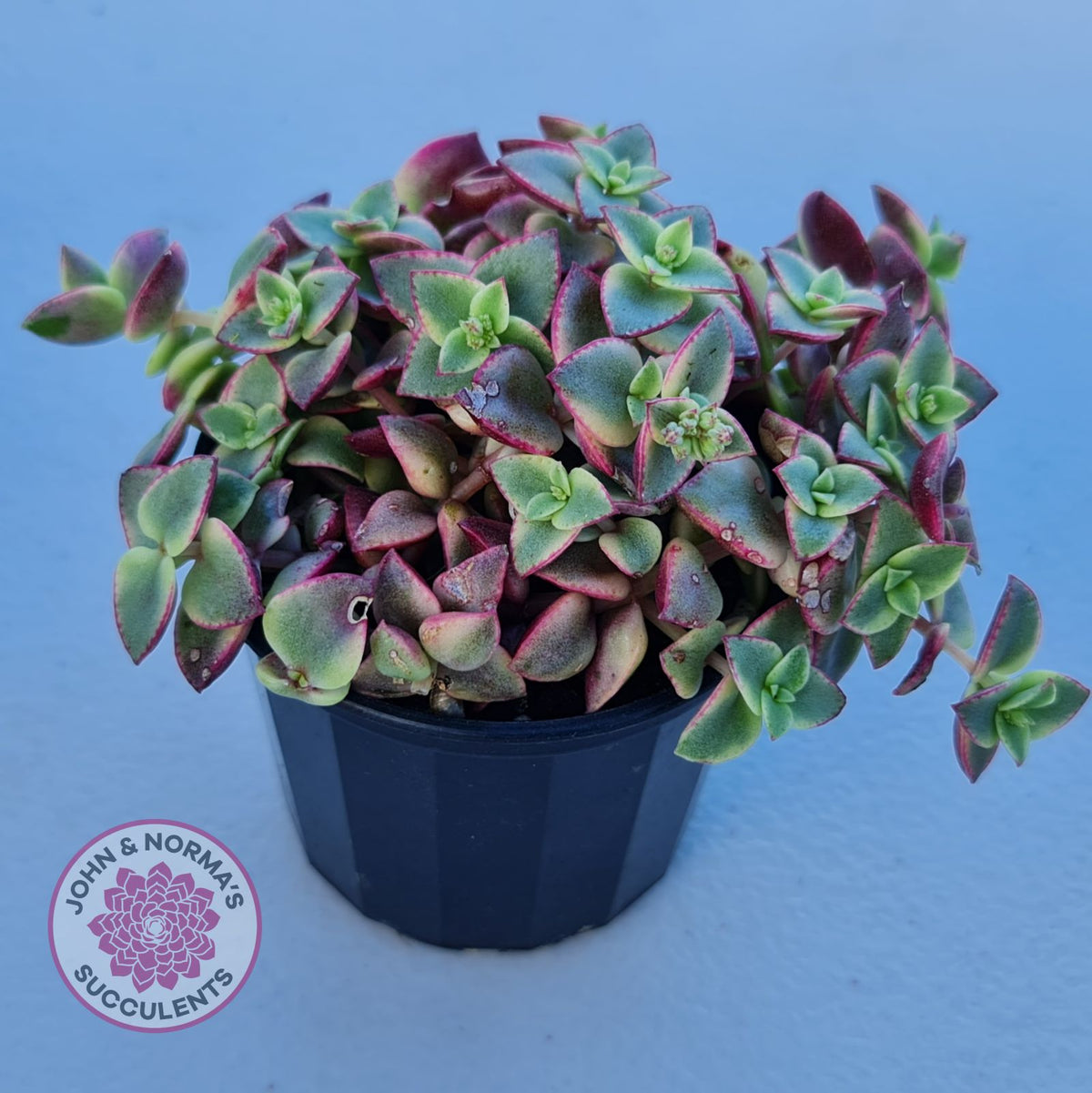 Crassula pellucida Isabella 'Variegata'