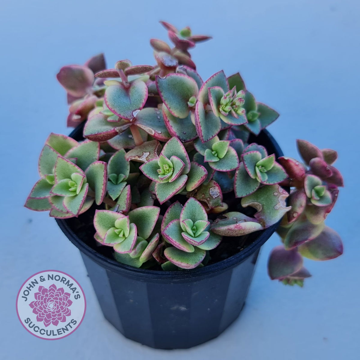 Crassula pellucida Isabella 'Variegata'