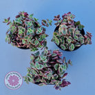 Crassula pellucida Isabella 'Variegata'