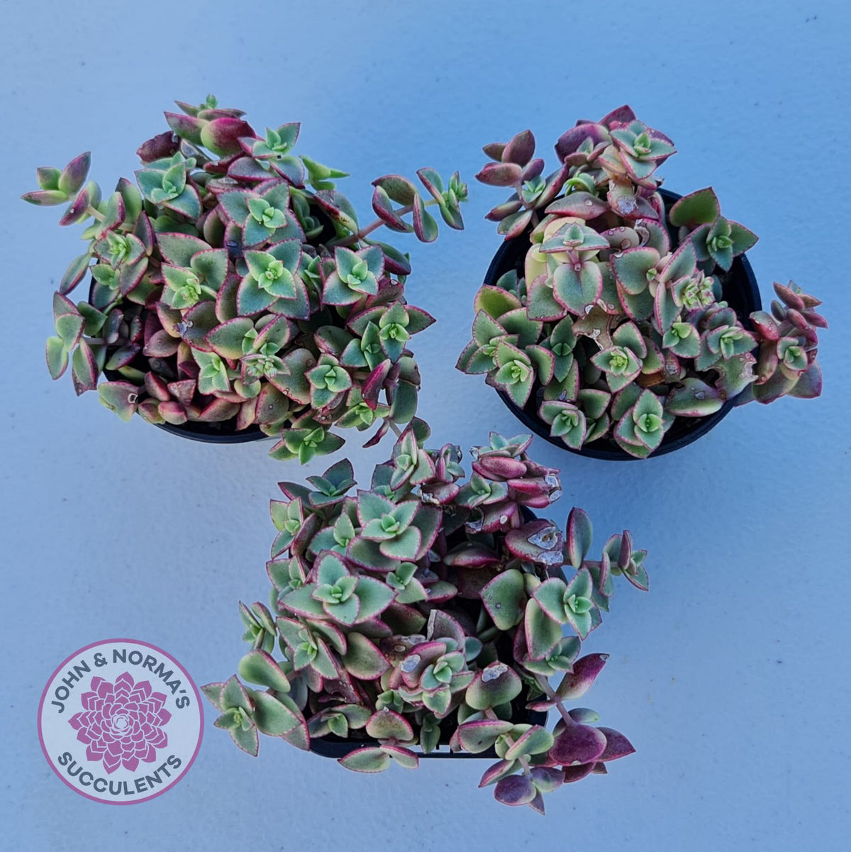 Crassula pellucida Isabella 'Variegata'