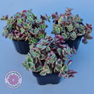 Crassula pellucida Isabella 'Variegata'