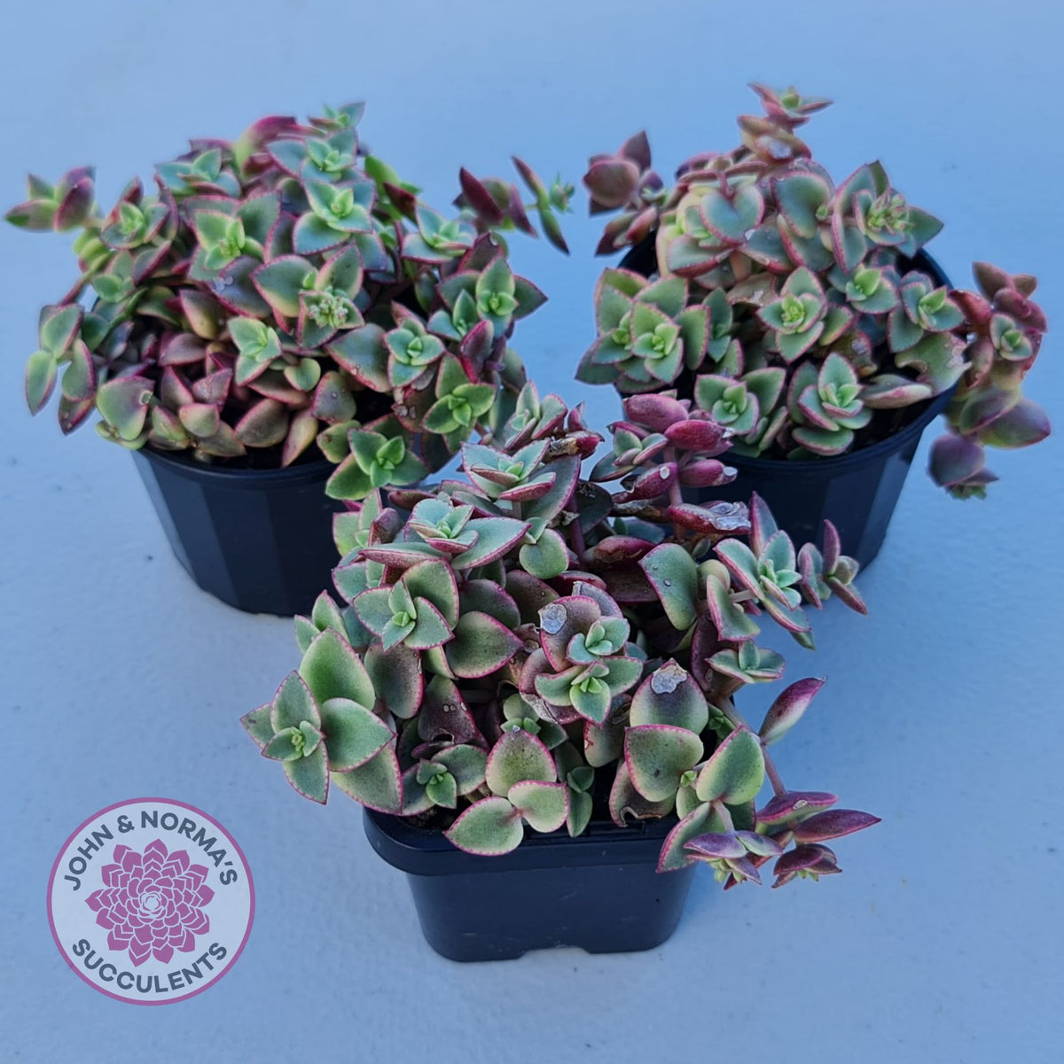 Crassula pellucida Isabella 'Variegata'