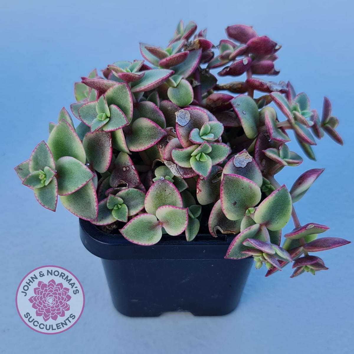 Crassula pellucida Isabella 'Variegata'