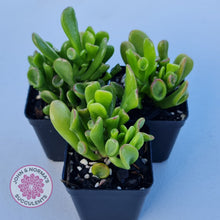 Load image into Gallery viewer, Crassula ovata Gollum
