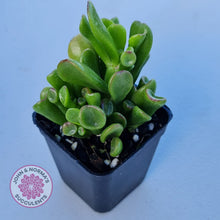 Load image into Gallery viewer, Crassula ovata Gollum
