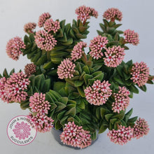 Load image into Gallery viewer, Crassula Springtime - John &amp; Norma&#39;s Succulents
