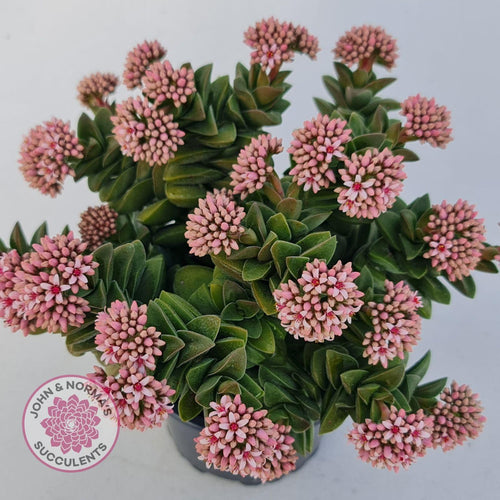 Crassula Springtime - John & Norma's Succulents