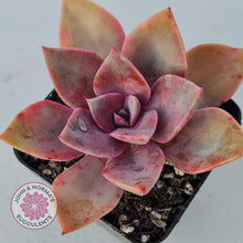 Load image into Gallery viewer, Graptoveria Huth&#39;s Pink - John &amp; Norma&#39;s Succulents
