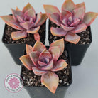 Graptoveria 'Huth's Pink'