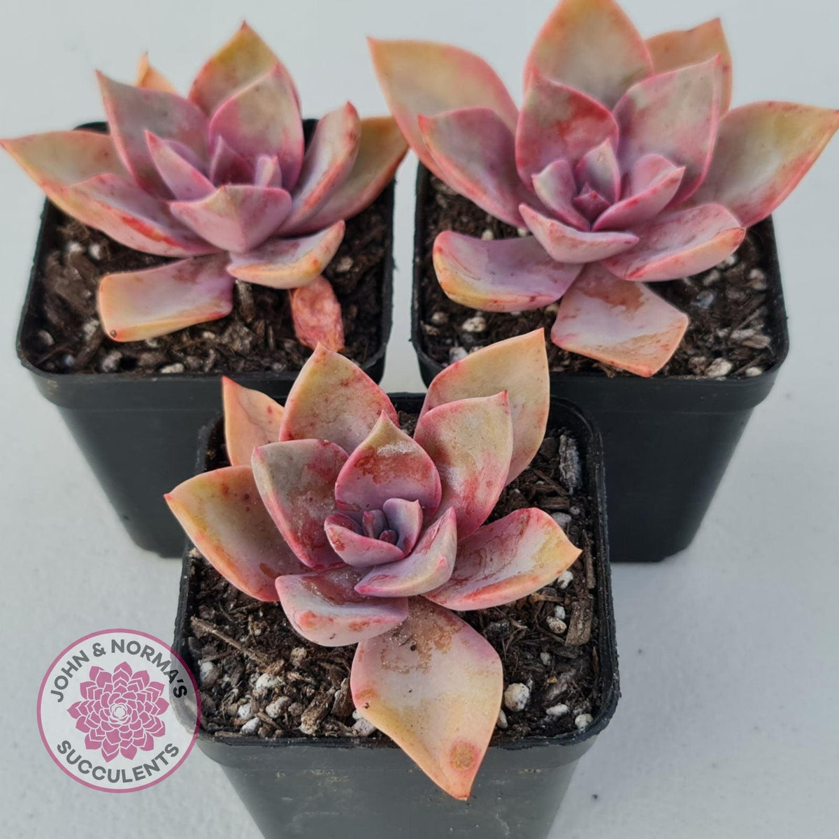 Graptoveria 'Huth's Pink'