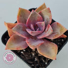 Graptoveria 'Huth's Pink'