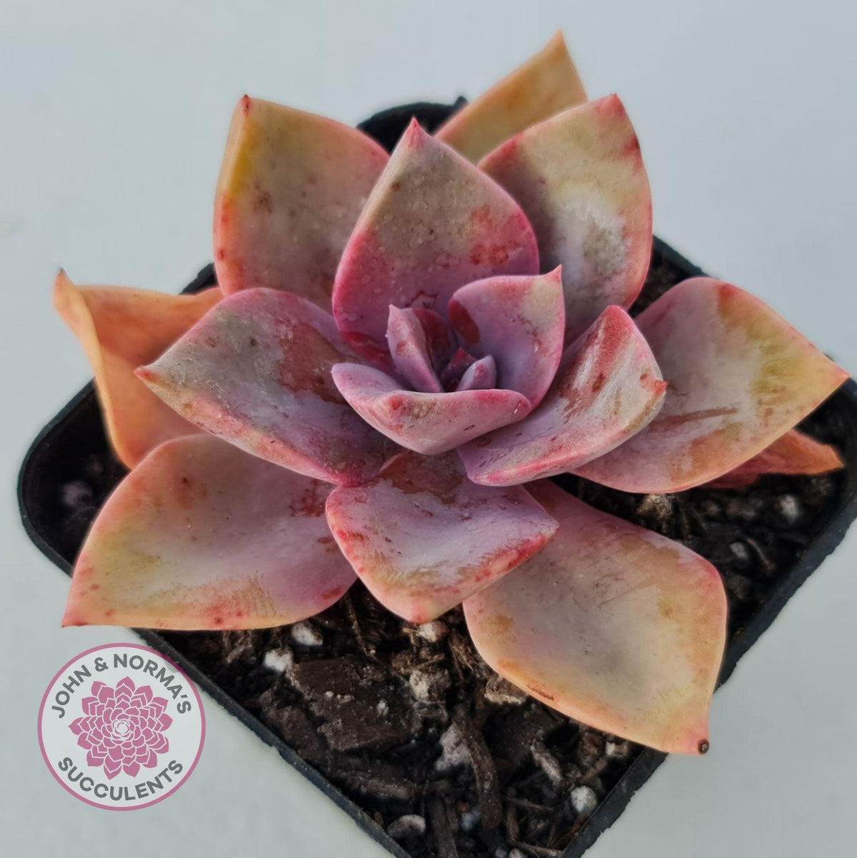 Graptoveria 'Huth's Pink'
