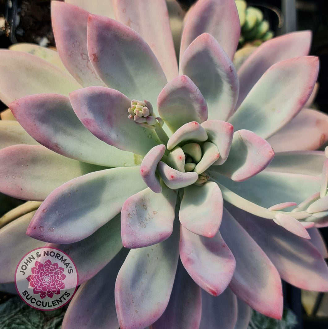 Graptoveria Opalina - John & Norma's Succulents