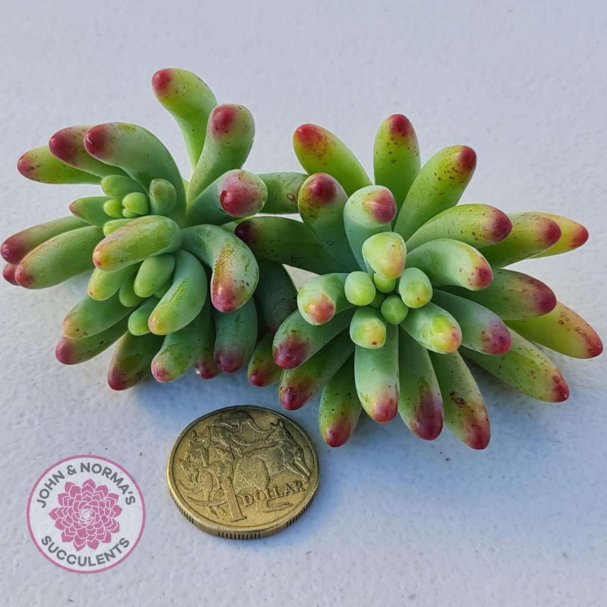 Sedum pachyphyllum 'Blue Jelly Beans' - Cuttings x 3