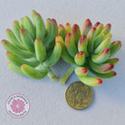 Sedum pachyphyllum 'Blue Jelly Beans' - Cuttings x 3