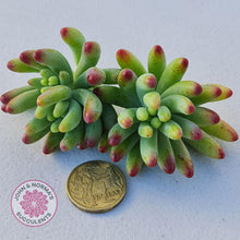 Load image into Gallery viewer, Sedum pachyphyllum &#39;Blue Jelly Beans&#39; - Cuttings - John &amp; Norma&#39;s Succulents
