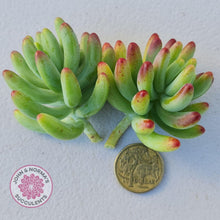 Load image into Gallery viewer, Sedum pachyphyllum &#39;Blue Jelly Beans&#39; - Cuttings - John &amp; Norma&#39;s Succulents
