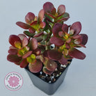 Crassula ovata 'Crosby's Compact'