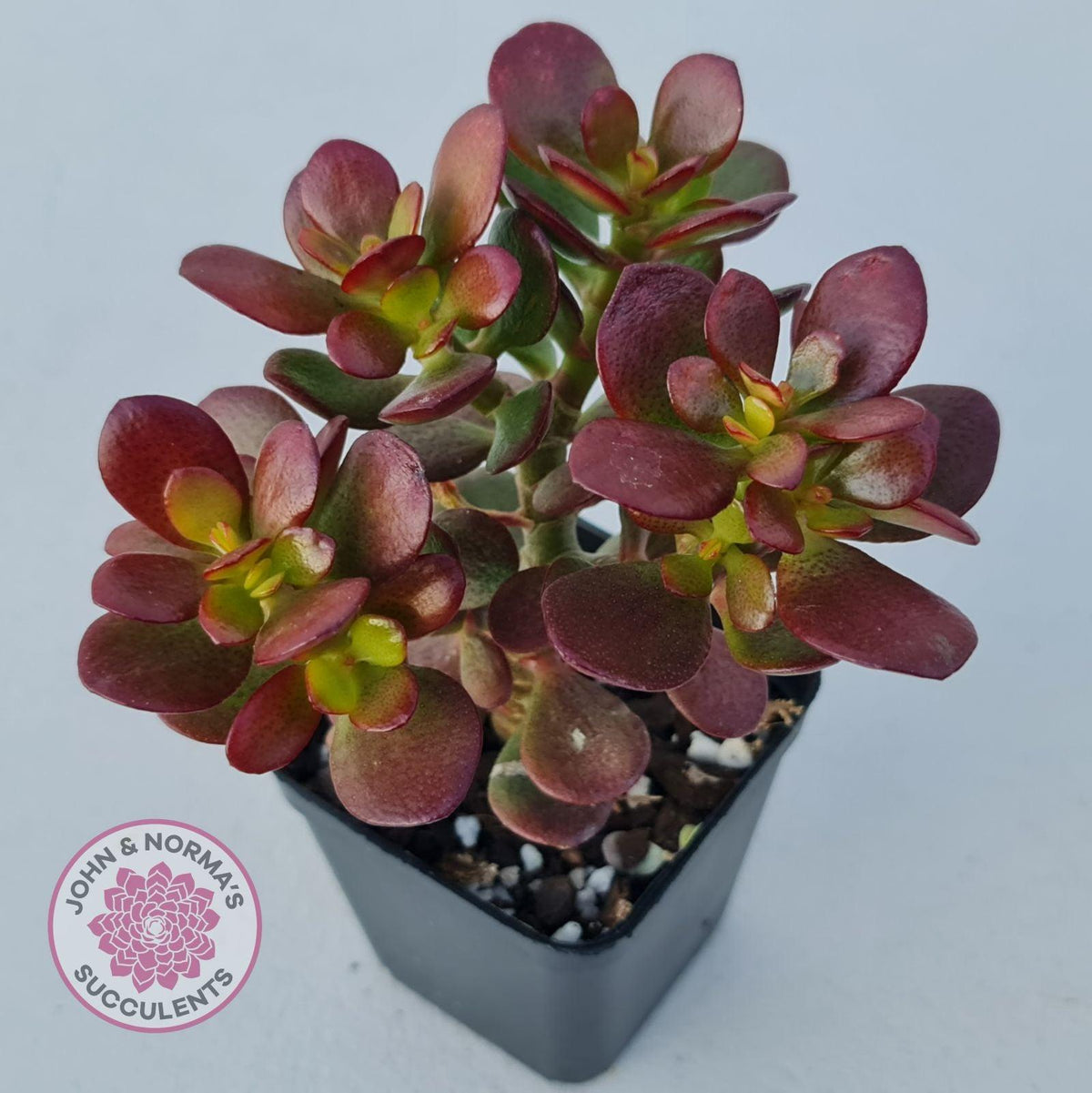 Crassula ovata 'Crosby's Compact'