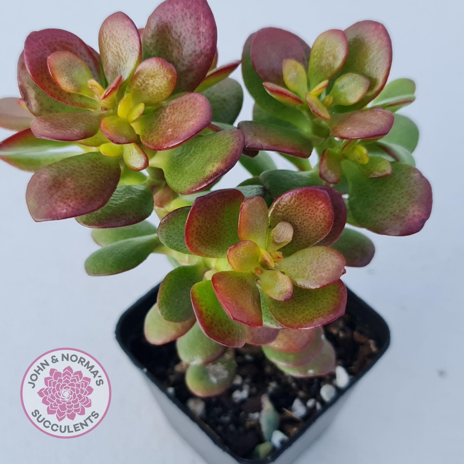 crosby red jade plant Buy Crassula ovata 'Crosby's Compact' Australia