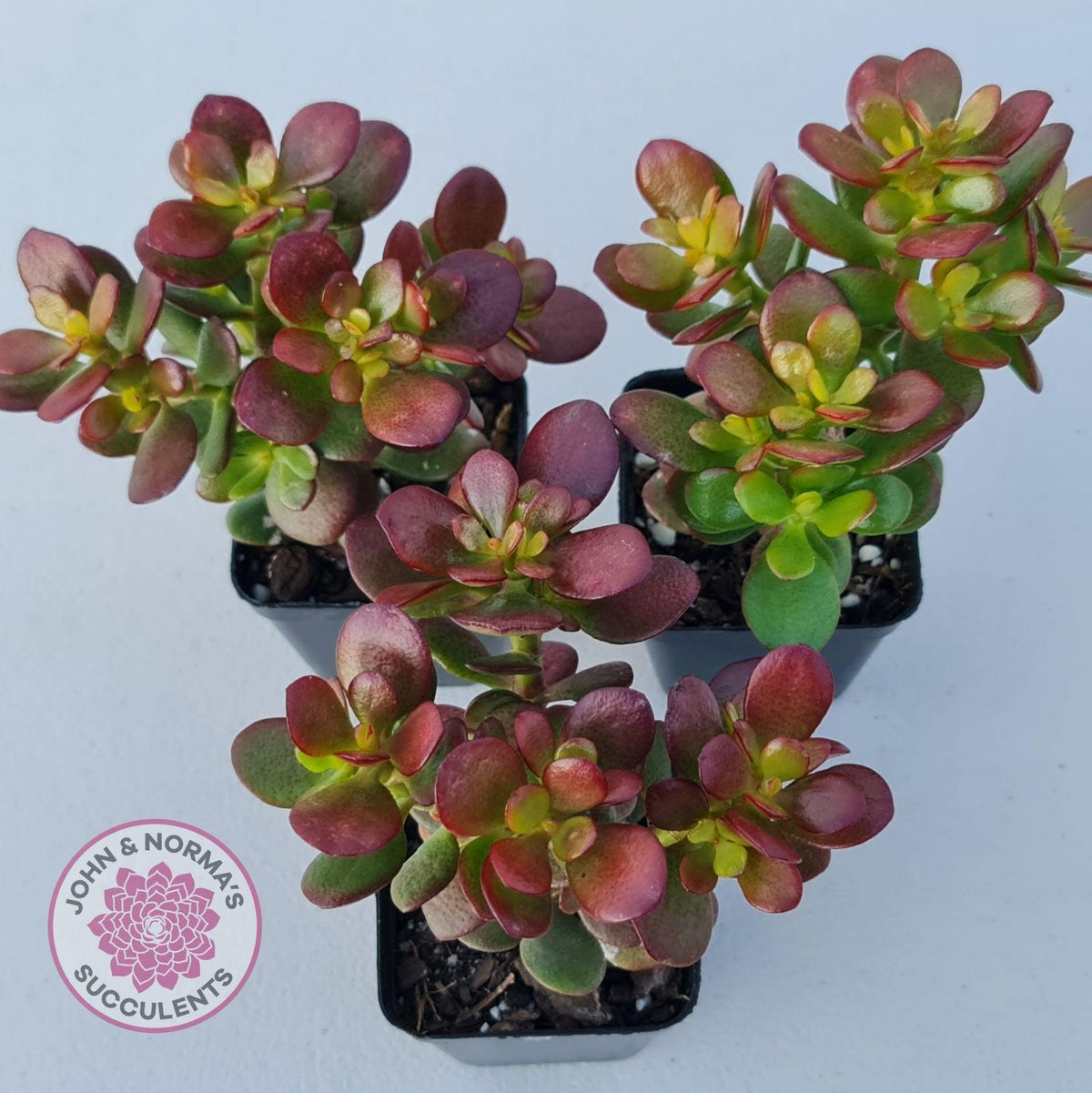 Crassula ovata 'Crosby's Compact'