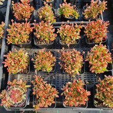 Load image into Gallery viewer, Crassula atropurpurea var. anomala - John &amp; Norma&#39;s Succulents
