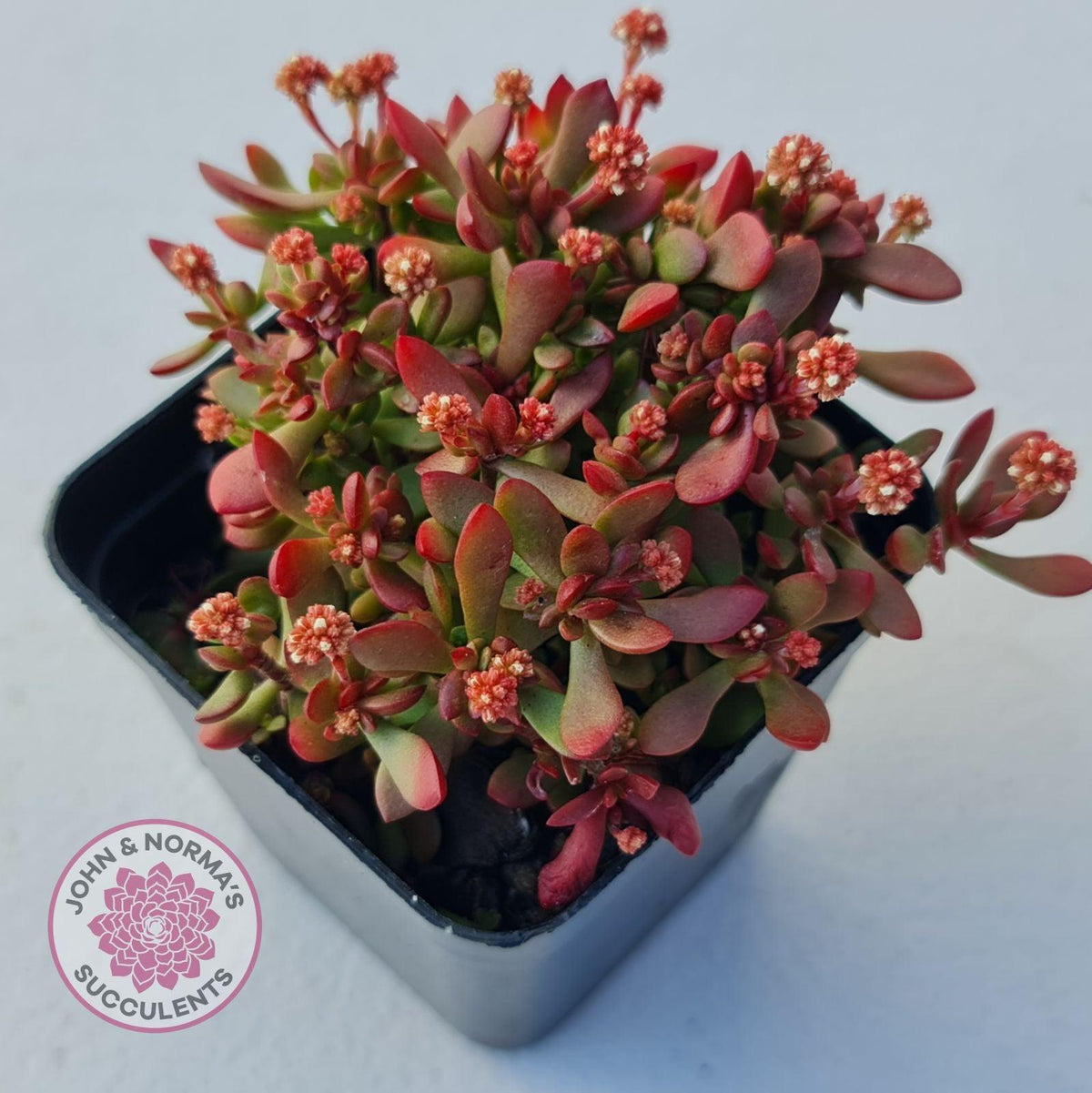 Crassula atropurpurea var. anomala