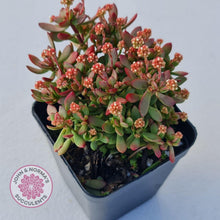 Load image into Gallery viewer, Crassula atropurpurea var. anomala - John &amp; Norma&#39;s Succulents
