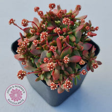 Load image into Gallery viewer, Crassula atropurpurea var. anomala - John &amp; Norma&#39;s Succulents
