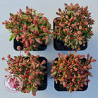 Crassula atropurpurea var. anomala