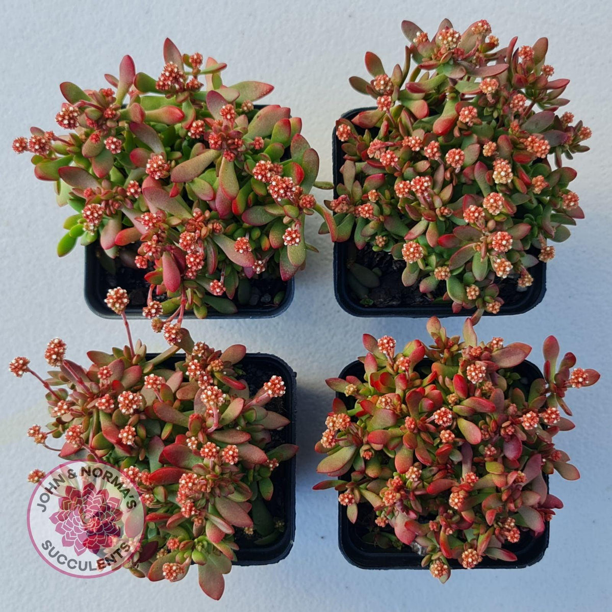Crassula atropurpurea var. anomala