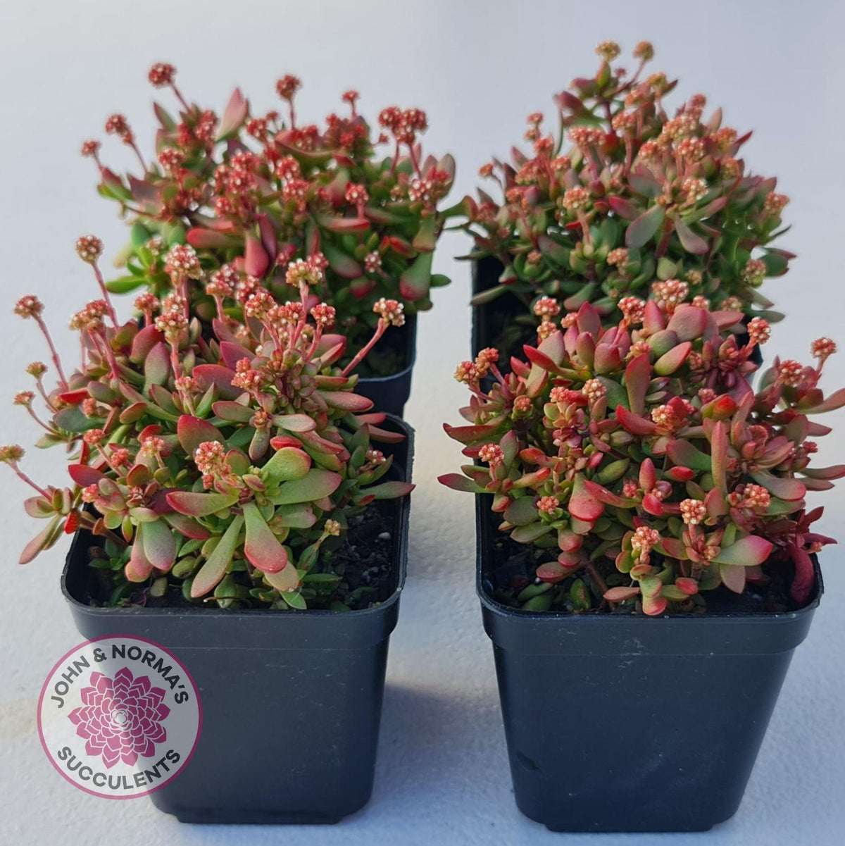 Crassula atropurpurea var. anomala