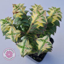 Load image into Gallery viewer, Crassula perforata &#39;Southern Cross&#39; (white variegate) - John &amp; Norma&#39;s Succulents
