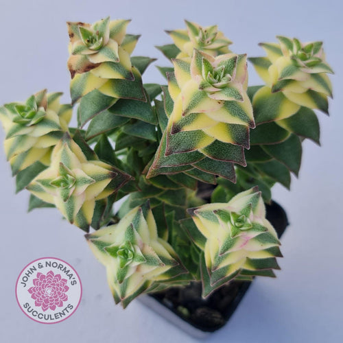 Crassula perforata 'Southern Cross' (white variegate) - John & Norma's Succulents