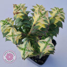 Crassula perforata 'Southern Cross' (white variegate) - Cuttings x 2
