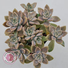 Load image into Gallery viewer, Graptoveria Bronzed Aussie - John &amp; Norma&#39;s Succulents
