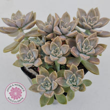 Load image into Gallery viewer, Graptoveria Bronzed Aussie - John &amp; Norma&#39;s Succulents
