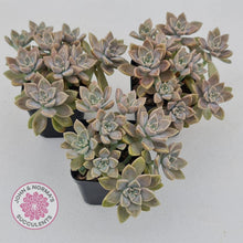 Load image into Gallery viewer, Graptoveria Bronzed Aussie - John &amp; Norma&#39;s Succulents
