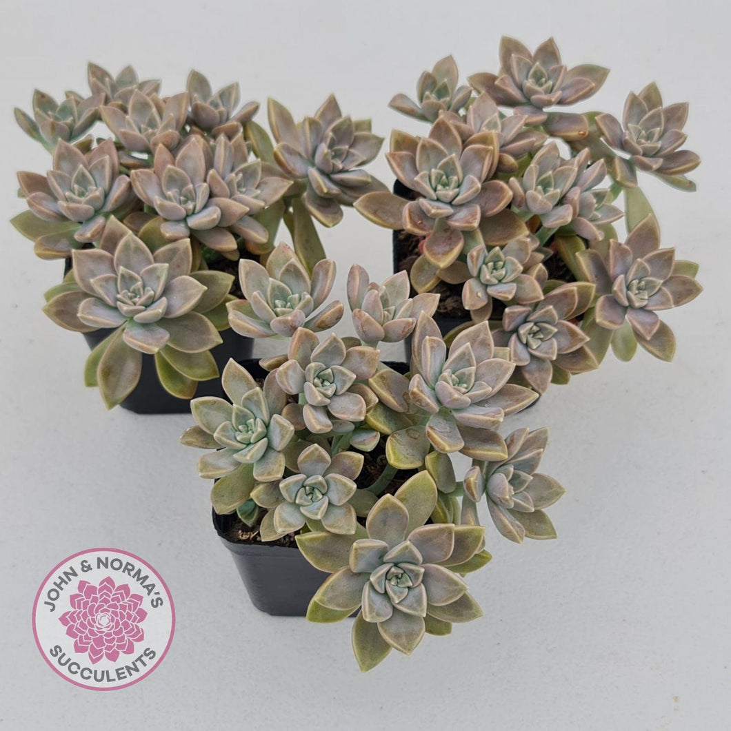 Graptoveria Bronzed Aussie - John & Norma's Succulents