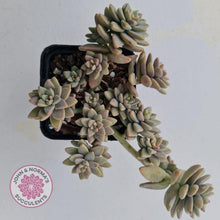 Load image into Gallery viewer, Sedeveria Pink Granite - John &amp; Norma&#39;s Succulents
