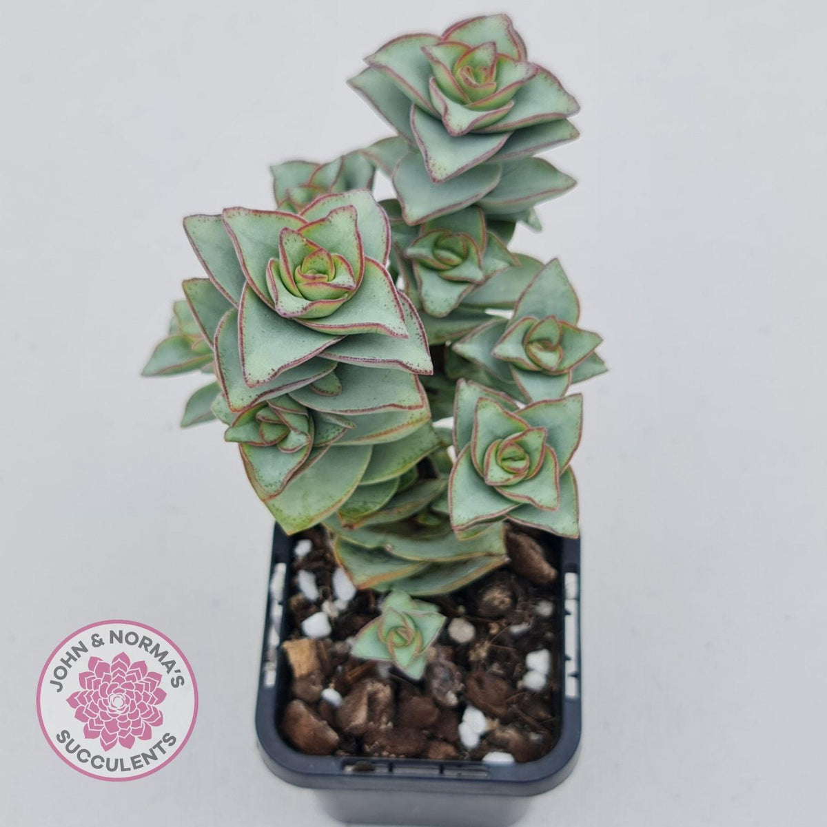 Crassula perforata - Giant Form