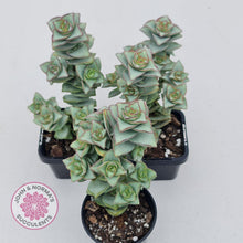 Load image into Gallery viewer, Crassula perforata - Giant Form - John &amp; Norma&#39;s Succulents
