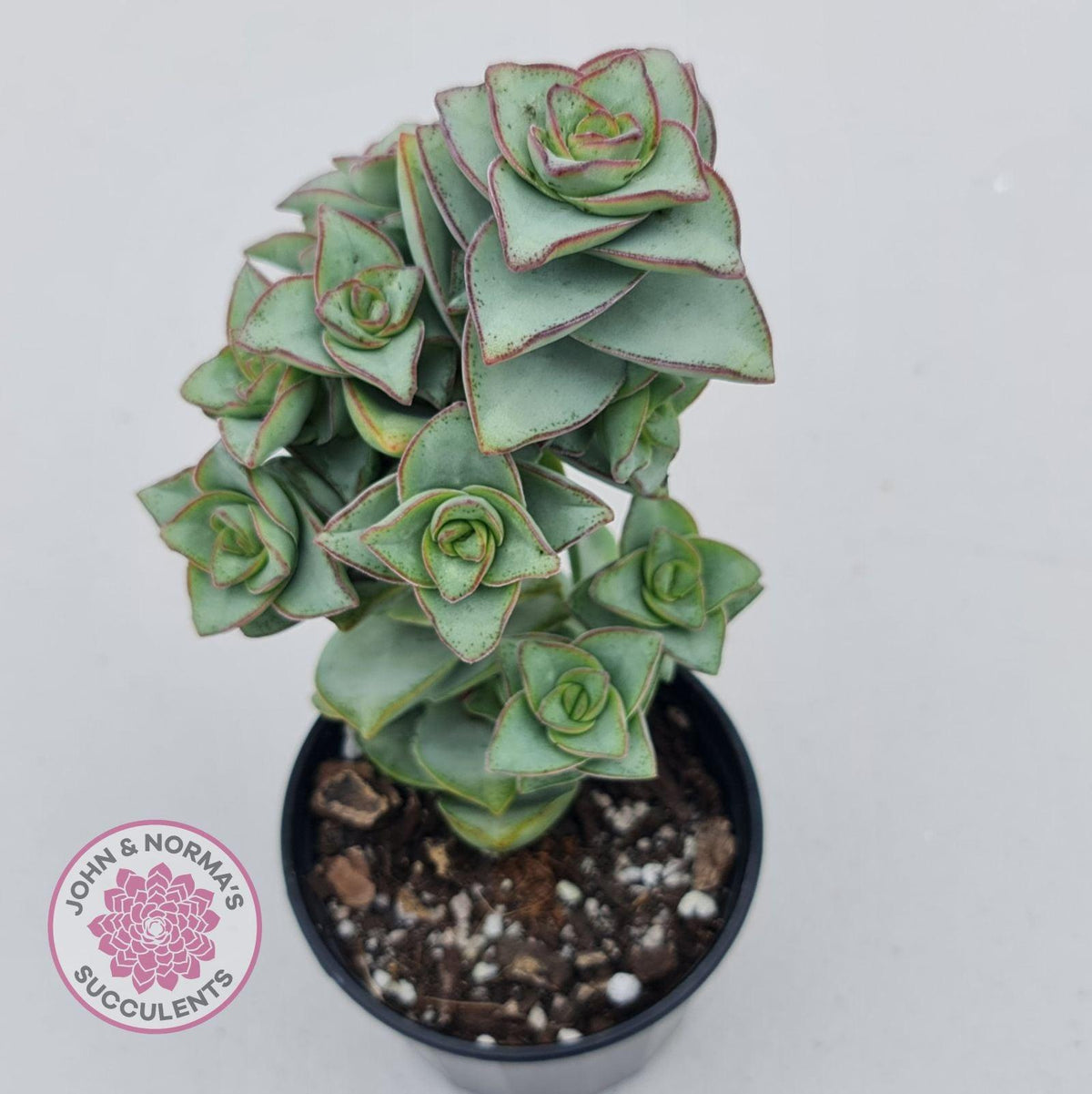 Crassula perforata - Giant Form
