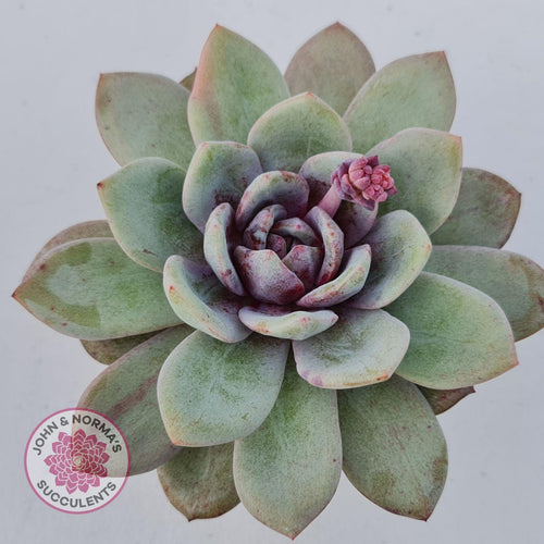 Echeveria German Champagne - John & Norma's Succulents