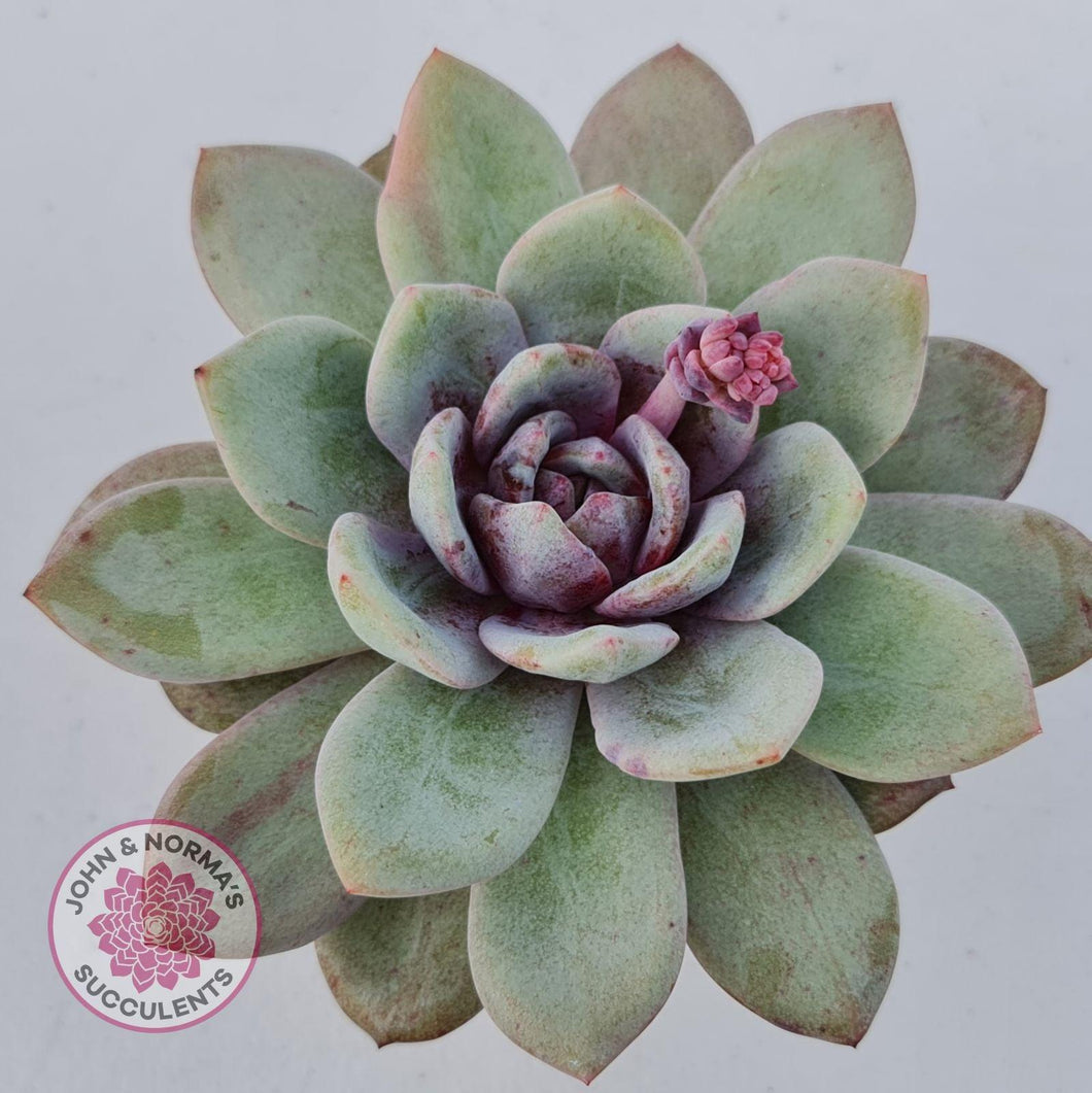 Echeveria German Champagne - John & Norma's Succulents