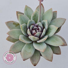 Load image into Gallery viewer, Echeveria German Champagne - John &amp; Norma&#39;s Succulents
