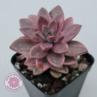 Graptosedum Bronze Variegata