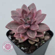 Load image into Gallery viewer, Graptosedum Bronze Variegata - John &amp; Norma&#39;s Succulents
