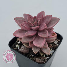 Load image into Gallery viewer, Graptosedum Bronze Variegata - John &amp; Norma&#39;s Succulents
